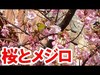 【パークの景色】ソアリン横の桜が開花（2020-02）